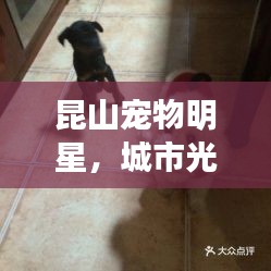 昆山宠物明星，城市光环下的温情闪耀时刻
