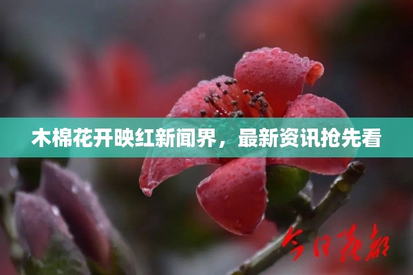 木棉花开映红新闻界，最新资讯抢先看