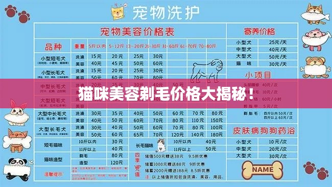 猫咪美容剃毛价格大揭秘！