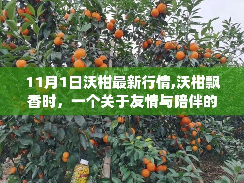 沃柑飘香时，友情与陪伴的温馨故事及最新行情报道