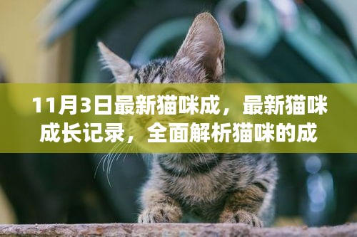 最新猫咪成长记录，全面解析猫咪成长历程与体验，11月3日更新