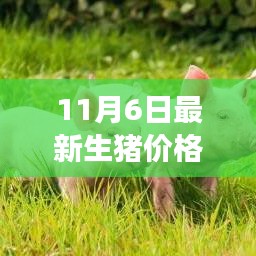 11月6日生猪价格概览，市场走势与影响因素分析