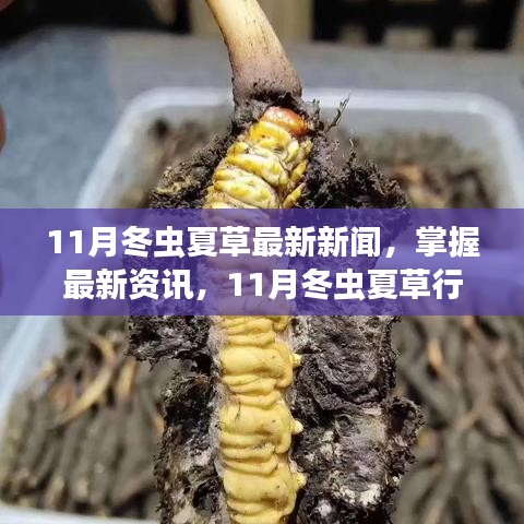 11月冬虫夏草最新资讯与行业解析，掌握行业动态，关注指南