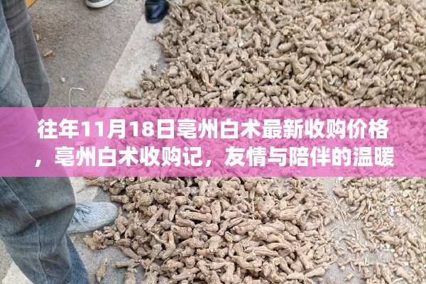 亳州白术收购价格背后的友情与陪伴故事