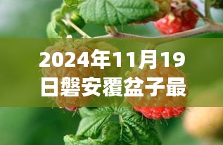 磐安覆盆子最新价格背后的励志故事，自信成就梦想之路探寻学习变化的力量