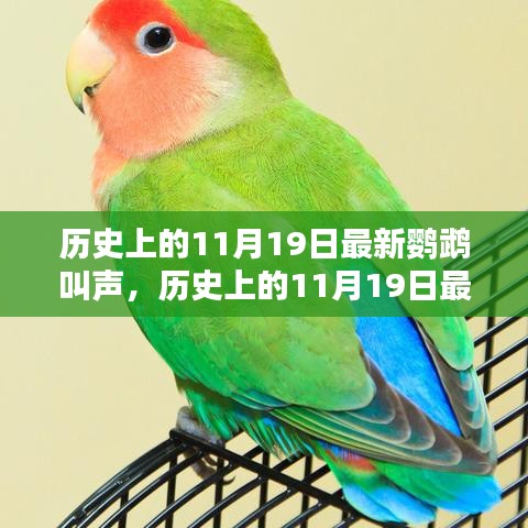 鹦鹉叫声揭秘，全面测评与介绍，历史上的今日最新鹦鹉叫声产品回顾