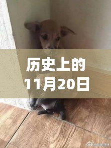 流浪狗新闻聚焦，历史上的11月20日深度解读与各方观点聚焦