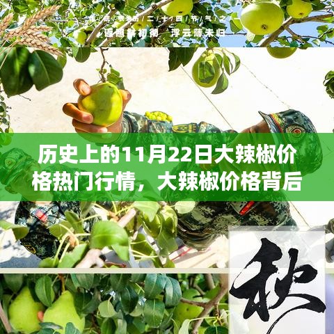 11月22日大辣椒价格背后的故事，友情与陪伴的秋日回忆