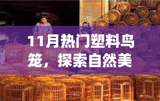 11月热门塑料鸟笼，自然之旅与内心的宁静乐土探索