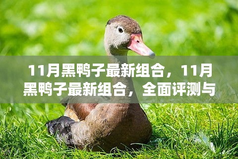 11月黑鸭子最新组合，11月黑鸭子最新组合，全面评测与介绍