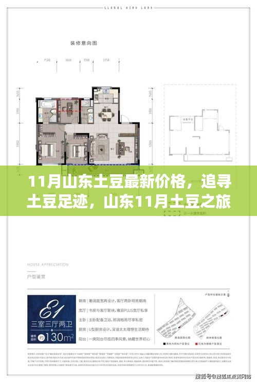 山东11月土豆最新价格揭秘，探寻自然馈赠与内心宁静的土豆之旅