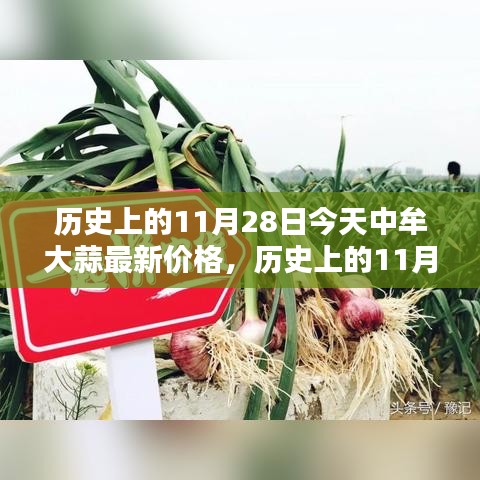 历史上的11月28日中牟大蒜价格揭秘，最新行情一览表