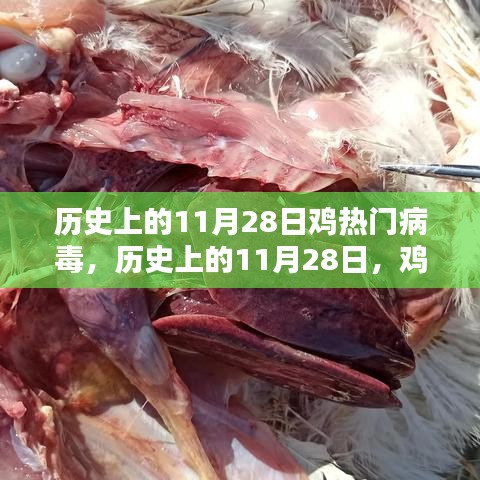 历史上的11月28日鸡热门病毒，前世今生揭秘