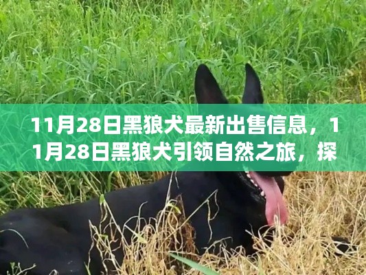 黑狼犬最新出售信息，探寻自然之旅与内心宁静野趣