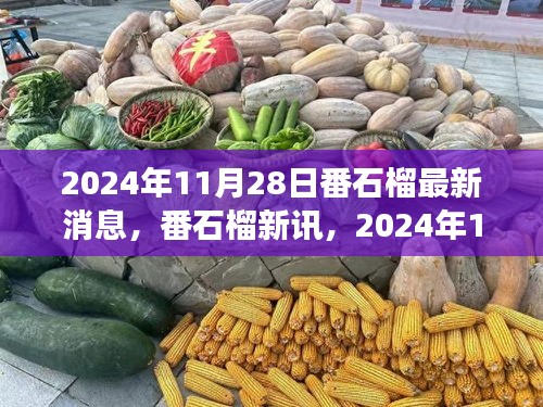 番石榴新讯，学习变革之果熟透，自信与成就感的甘甜时刻（2024年11月28日）