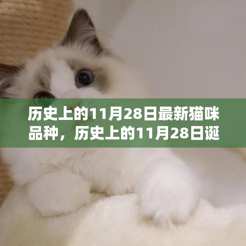 历史上的猫咪新星，揭秘全新猫咪品种诞生与深度评测介绍