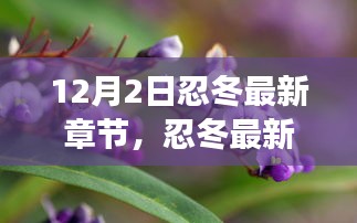 12月2日忍冬最新章节深度解析，背景、事件与影响全解析