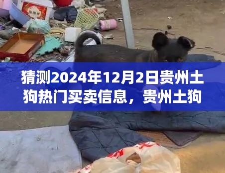 揭秘贵州土狗市场风云再起，预测2024年热门买卖信息背后的故事与趋势分析