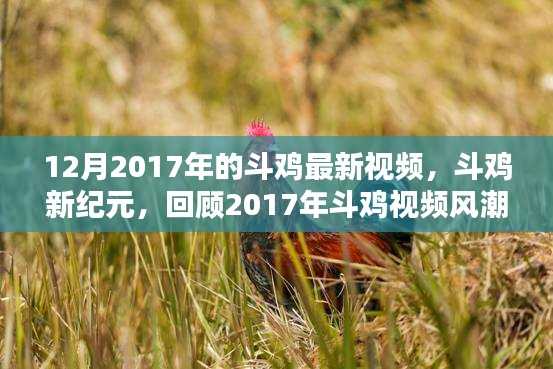 回顾2017年斗鸡新纪元，激荡与影响，最新视频展现斗鸡风采