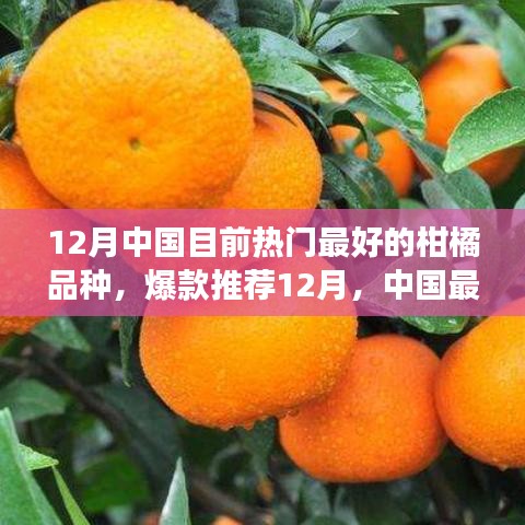 12月热门柑橘品种大盘点，尝鲜必备指南