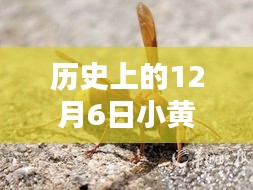 革命性突破，12月6日小黄蜂最新科技产品引领未来风潮，引领行业风向标。