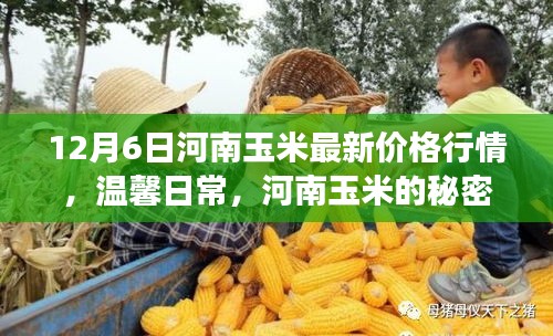 河南玉米最新行情揭秘，日常故事与价格走势的交织