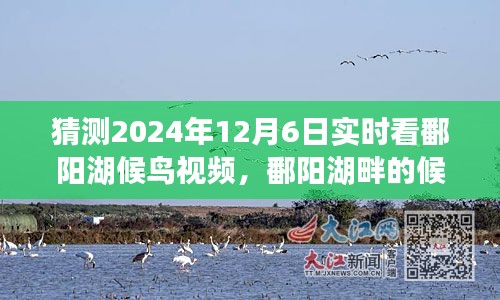 鄱阳湖候鸟迁徙，2024年12月6日实时观察与深远影响