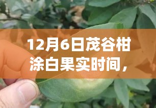 揭秘，茂谷柑涂白果实背后的故事——12月6日的特殊时刻