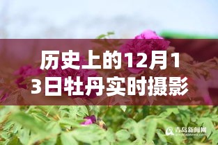 牡丹摄影软件优选，历史与当下观点的探讨——12月13日特辑，希望符合您的要求，您也可酌情调整。