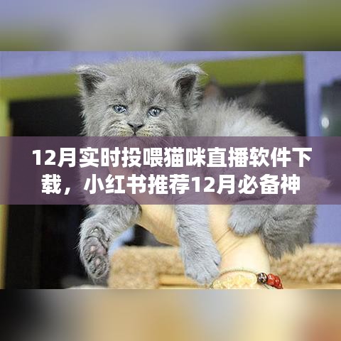 12月猫咪直播软件下载，实时投喂爱与温暖，小红书推荐必备神器