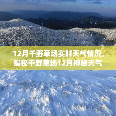 揭秘千野草场12月神秘天气与隐藏小巷美食秘境的实时资讯与体验分享