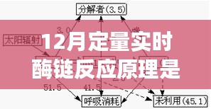 揭秘十二月定量实时酶链反应原理，深度解读技术与实际应用