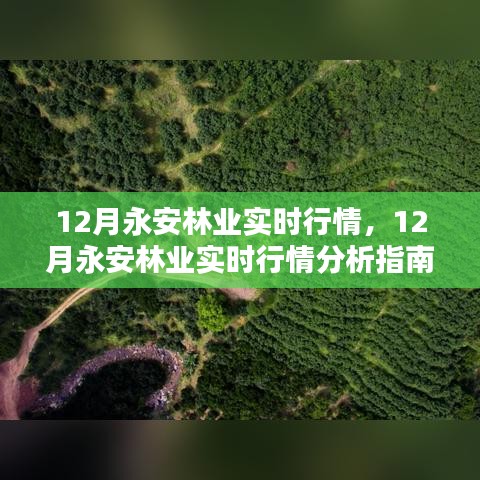 12月永安林业实时行情详解，入门到进阶的分析指南