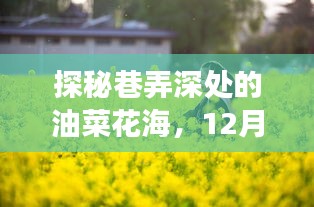 探秘巷弄深处的油菜花海，动态壁纸店之旅（12月22日）