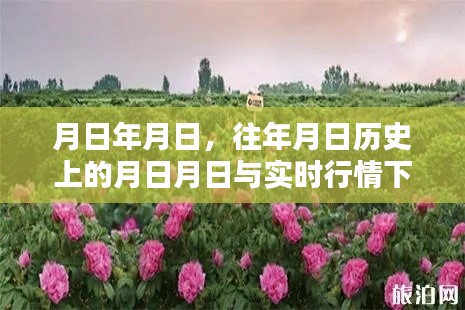 平阴玫瑰行情网，历史与实时行情对比