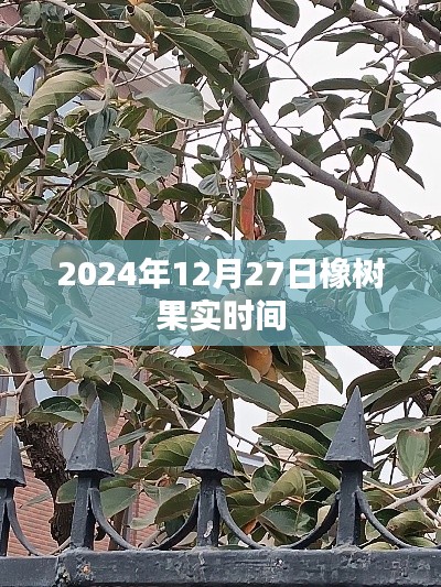 橡树果实成熟时间揭秘，2024年12月27日