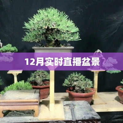 12月盆景实时直播观赏