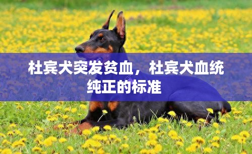 杜宾犬突发贫血，杜宾犬血统纯正的标准 