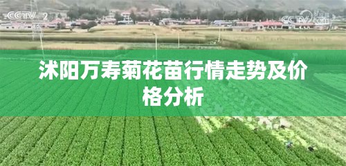 沭阳万寿菊花苗行情走势及价格分析