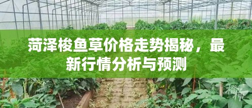 菏泽梭鱼草价格走势揭秘，最新行情分析与预测