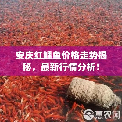 安庆红鲤鱼价格走势揭秘，最新行情分析！