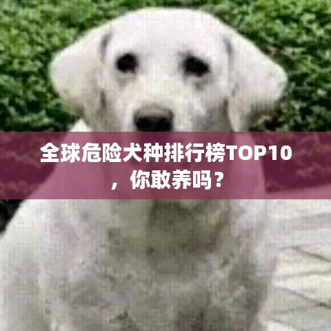 全球危险犬种排行榜TOP10，你敢养吗？