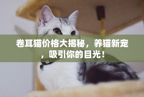 卷耳猫价格大揭秘，养猫新宠，吸引你的目光！