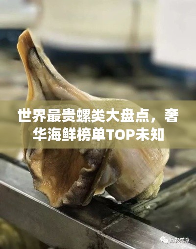 世界最贵螺类大盘点，奢华海鲜榜单TOP未知