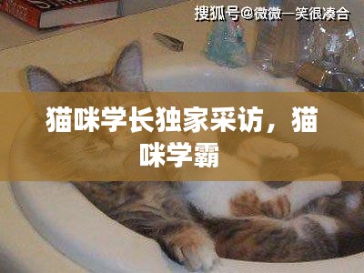 猫咪学长独家采访，猫咪学霸 