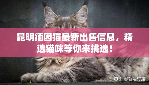 昆明缅因猫最新出售信息，精选猫咪等你来挑选！