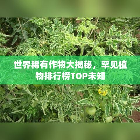 世界稀有作物大揭秘，罕见植物排行榜TOP未知