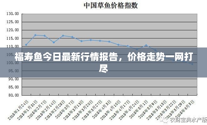 福寿鱼今日最新行情报告，价格走势一网打尽