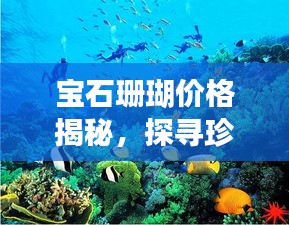 宝石珊瑚价格揭秘，探寻珍稀海洋之美的价值之旅