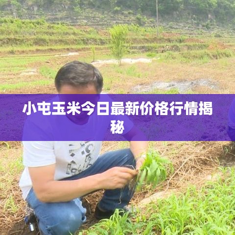 小屯玉米今日最新价格行情揭秘